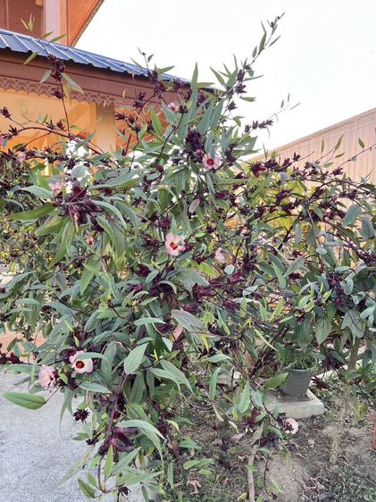 เมล็ดพันธุ์กระเจี๊ยบแดง ปลูกง่าย โตไว ดอกเยอะ รูปที่ 5