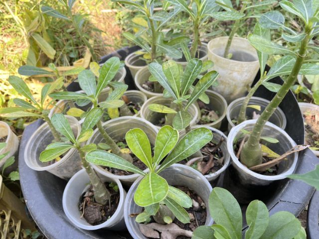 ต้นชวนชม ดอกชมพู ขนาดต้นสูง 15-20 ซม. รูปที่ 2