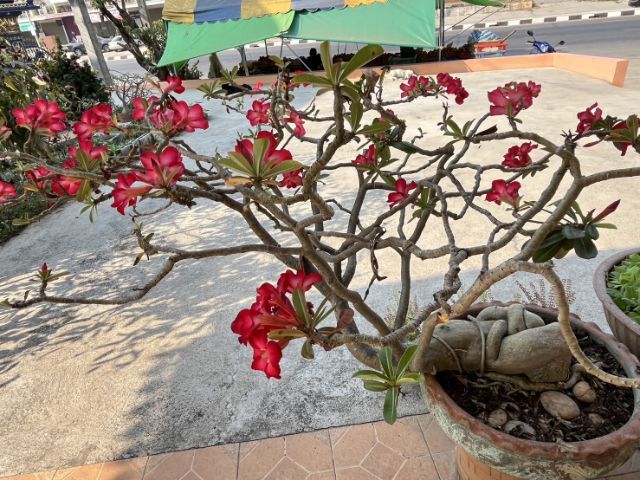 ต้นชวนชม ดอกชมพู ขนาดต้นสูง 15-20 ซม. รูปที่ 5