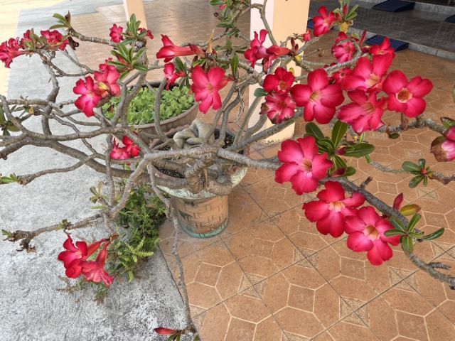 ต้นชวนชม ดอกชมพู ขนาดต้นสูง 15-20 ซม. รูปที่ 3