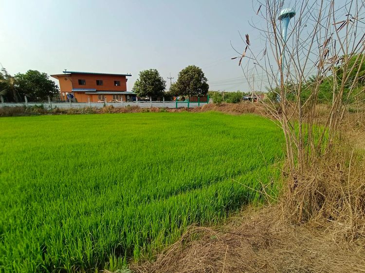 ขายที่ดินใกล้วัดปากกราน อยุธยา เนื้อที่ 5 ไร่ 3 งาน 84 ตร.ว. เหมาะทำการเกษตร หรือสร้างบ้านพัก รูปที่ 2