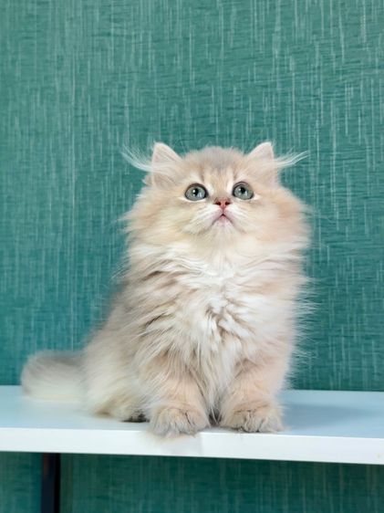 มันช์กิ้น (Munchkin) บริติชขาสั้น
