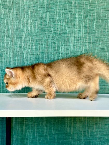 บริติชขาสั้น รูปที่ 6