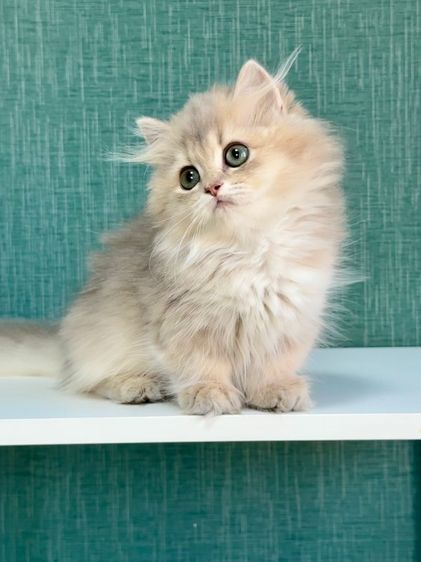 บริติชขาสั้น รูปที่ 3