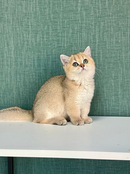 บริติชขาสั้น รูปที่ 9