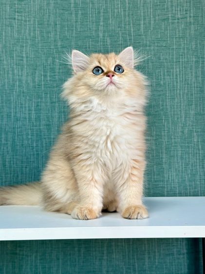 บริติชขาสั้น รูปที่ 10