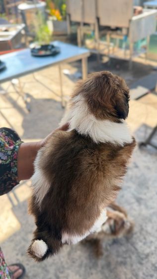 ชิสุแท้ รูปที่ 4