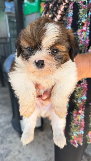 ชิสุแท้ รูปที่ 4