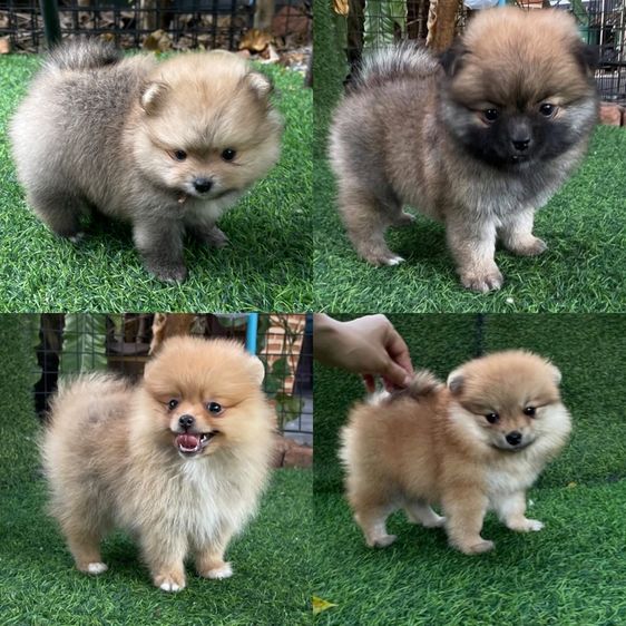 ปอมแท้สระบุรี2017 ส่งได้ทุกจังหวัด