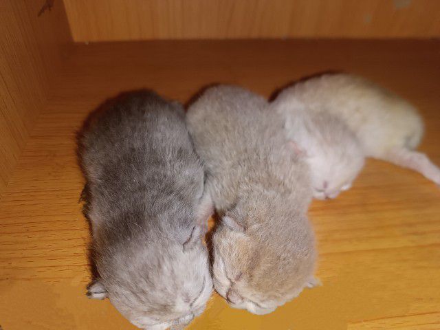 สก็อตติช โฟลด์ (Scottish Fold) น้อนสก็อตติสแท้ ค่าเทอมแบ่งเลี้ยงค๊าาาา