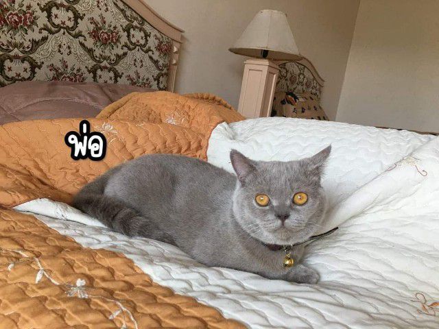 น้อนสก็อตติสแท้ ค่าเทอมแบ่งเลี้ยงค๊าาาา รูปที่ 2