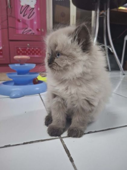 น้องแมวเปอร์เซีย เพศเมีย ลายหิมาลายัน รูปที่ 5