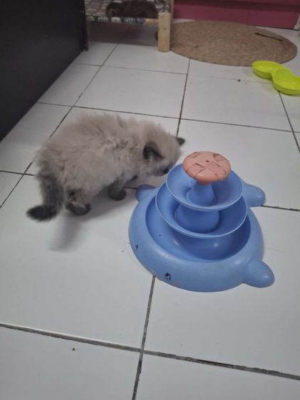 น้องแมวเปอร์เซีย เพศเมีย ลายหิมาลายัน รูปที่ 6