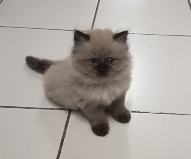 น้องแมวเปอร์เซีย เพศเมีย ลายหิมาลายัน