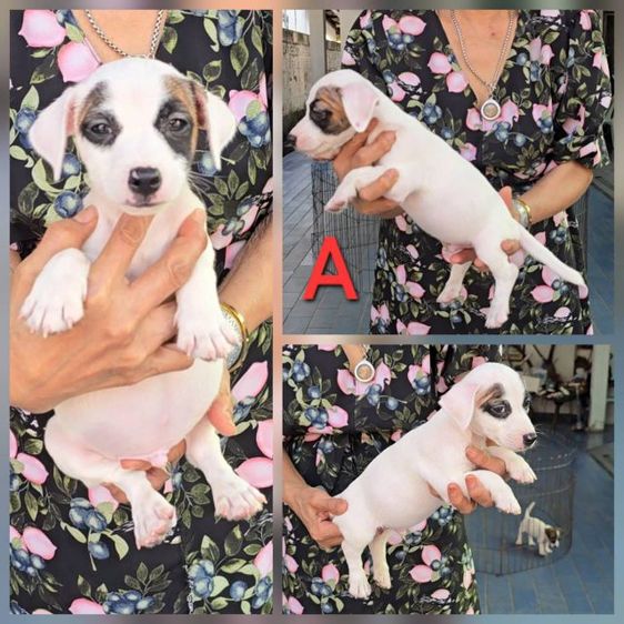 ลูกสุนัขแจ็ค รัสเซลล์ เพศผู้ สายพันธุ์แท้ ร่าเริง ฉลาด เลี้ยงง่าย จาก kankarnclub มีจัดส่งทั่วประเทศ(กันย์เจ้าเก่าครับ) รูปที่ 3