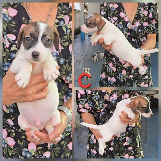 แจ็ค รัสเซลล์ (Jack Russell) ลูกสุนัขแจ็ค รัสเซลล์ เพศผู้ สายพันธุ์แท้ ร่าเริง ฉลาด เลี้ยงง่าย จาก kankarnclub มีจัดส่งทั่วประเทศ(กันย์เจ้าเก่าครับ)