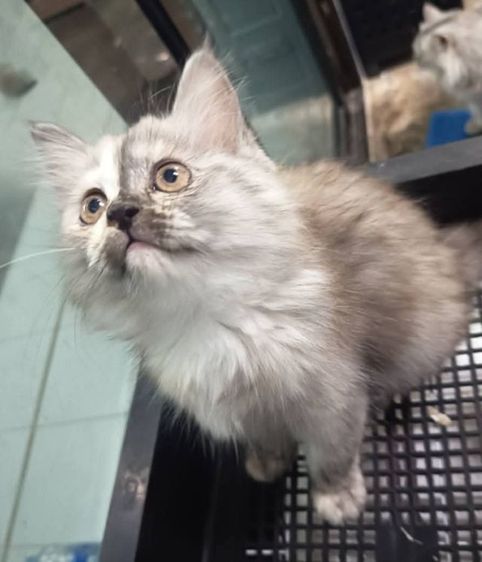 น้องแมวพันธุ์ผสมขนยาวปานกลาง (เพศเมีย)