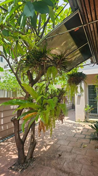 ตกแต่งครบ ​🏡 ขายบ้านเดี่ยวหลังมุม หมู่บ้านชิชากร (แก้วอินทร์) บางใหญ่ ✨ รูปที่ 4