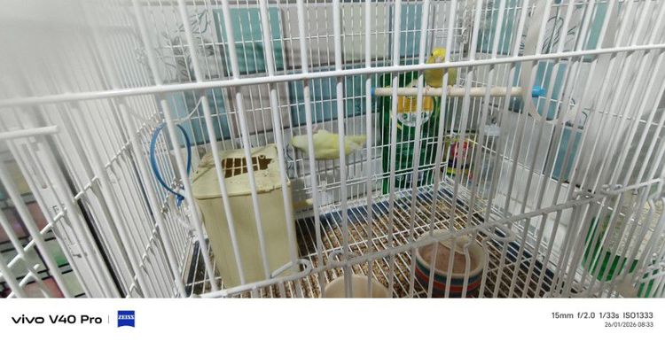 ฟอฟันคู่ รูปที่ 2