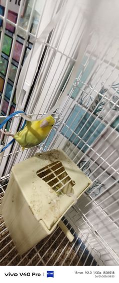 ฟอฟันคู่