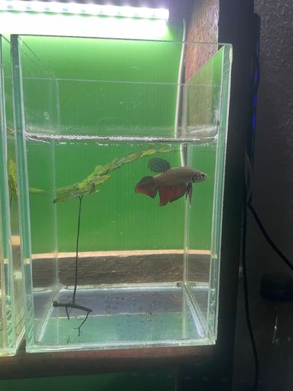 ปลากัด รูปที่ 7