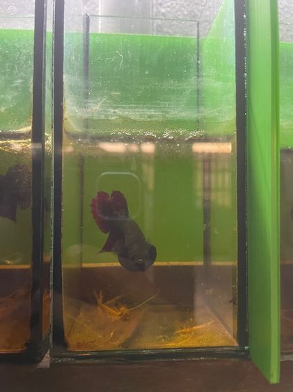 ปลากัด รูปที่ 11