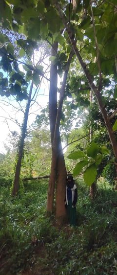 ที่สวน1ไร่2งาน73ตรว 300,000 ฟรีโอน ที่สวยมาก รูปที่ 3