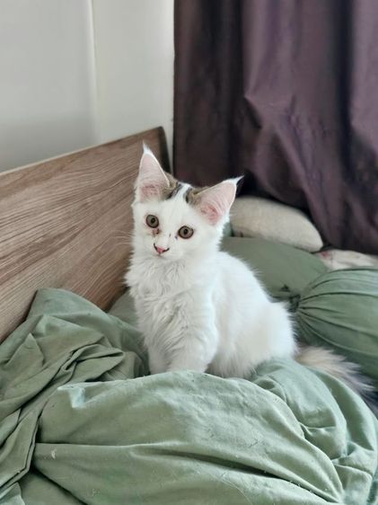 ลูกแมวเมนคูนผสมเปอร์เซีย เพศผู้ รูปที่ 3