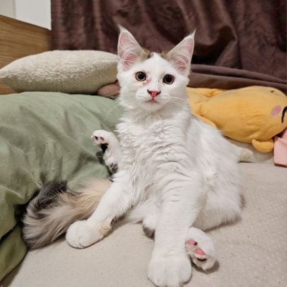 เมนคูน (Maine Coon) ลูกแมวเมนคูนผสมเปอร์เซีย เพศผู้