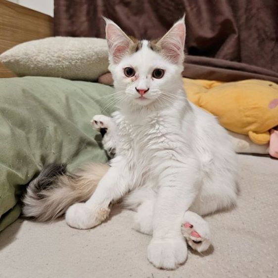 ลูกแมวเมนคูนผสมเปอร์เซีย เพศผู้ รูปที่ 2