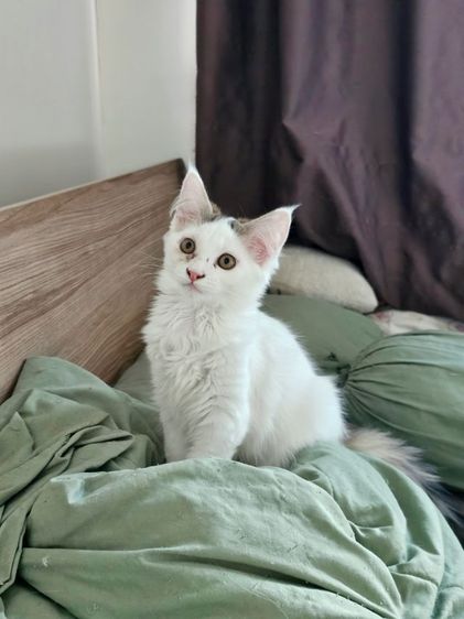 ลูกแมวเมนคูนผสมเปอร์เซีย เพศผู้ รูปที่ 5