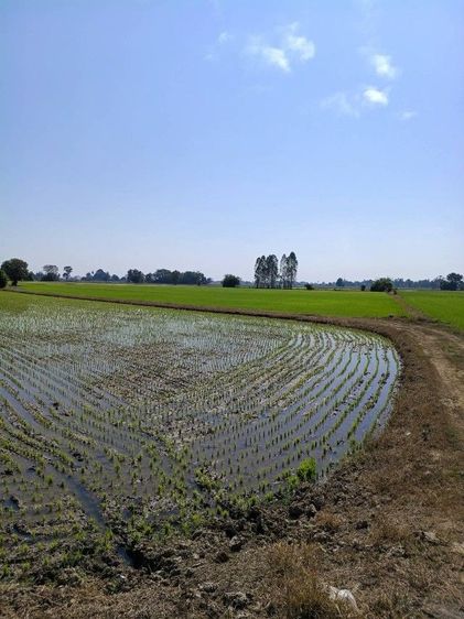 ไม่ใช่ ที่ดินจำนวน 43 ไร่ จุดตัดระหว่าง พิษณุโลก อุตรดิตถ์ สุโขทัย รูปที่ 2