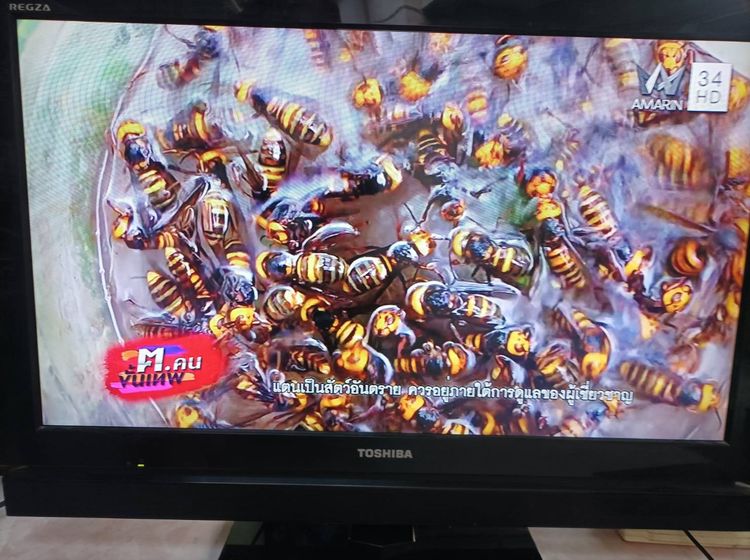 เลือกได้ LED TCL ดิจิตอลทีวี 40 นิ้ว หรือ lcd tv TOSHIBA 32 นิ้ว ภาพสวยเสียงดี รีโมทครบ เริ่มต้นเพียง 990 บาท ตามนี้. รูปที่ 13