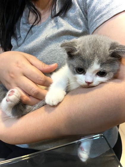 แมวบริติช ช็อตแฮร์ รูปที่ 2