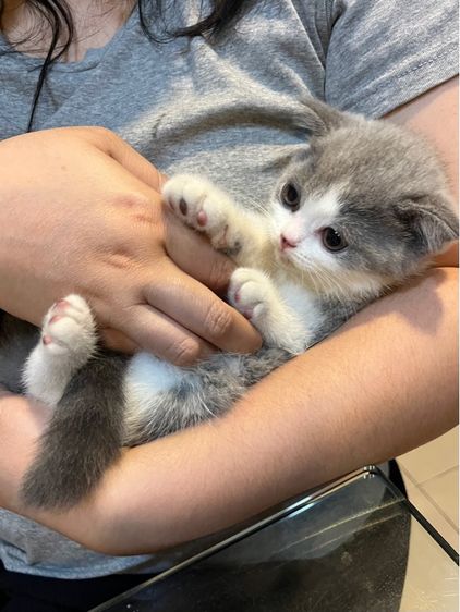 บริติช ชอร์ตแฮร์ (British Shorthair) แมวบริติช ช็อตแฮร์