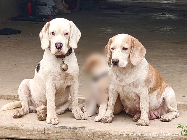ขายสุนัขบีเกิ้ลแท้ ผู้1(สีขาว)เมีย1