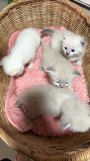 ลูกแมวเปอร์เซีย แท้ รูปที่ 4