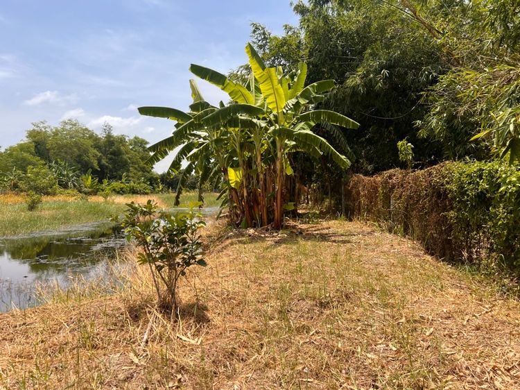 ใช่ ที่ดินเปล่า หนองจอก รูปที่ 3