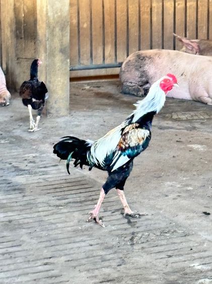 รอยใหญ่เผื้อใครหาอยู่ รูปที่ 3