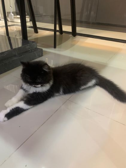 แมวเปอร์เซีย รูปที่ 2