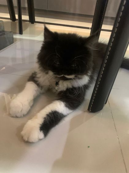 แมวเปอร์เซีย