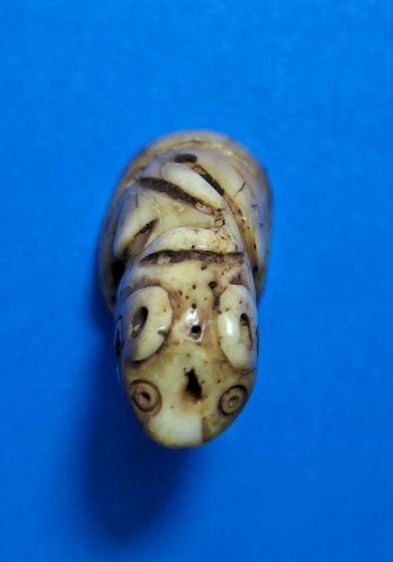 เสือเก่า รูปที่ 6