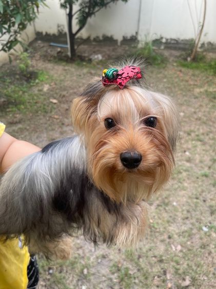 ยอร์คเชียร์ รูปที่ 2