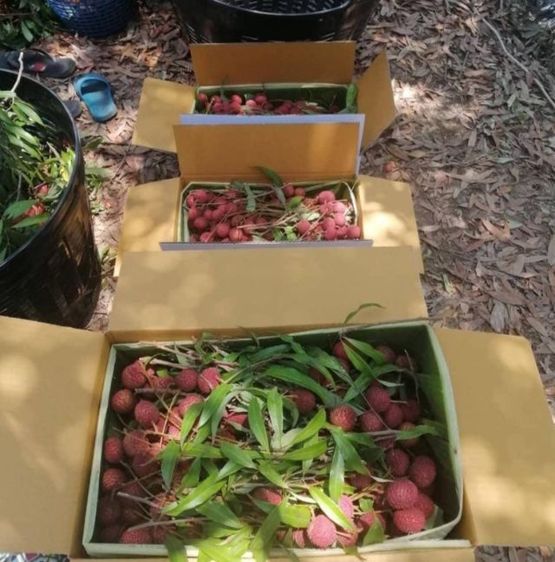 ลิ้นจี่ค่อมลำเจียก แท้ สมุทรสงคราม (1 ปีมีครั้ง เดือน เมย.ทุกปี) รูปที่ 5