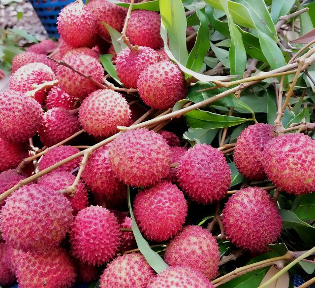 ลิ้นจี่ค่อมลำเจียก แท้ สมุทรสงคราม (1 ปีมีครั้ง เดือน เมย.ทุกปี) รูปที่ 7