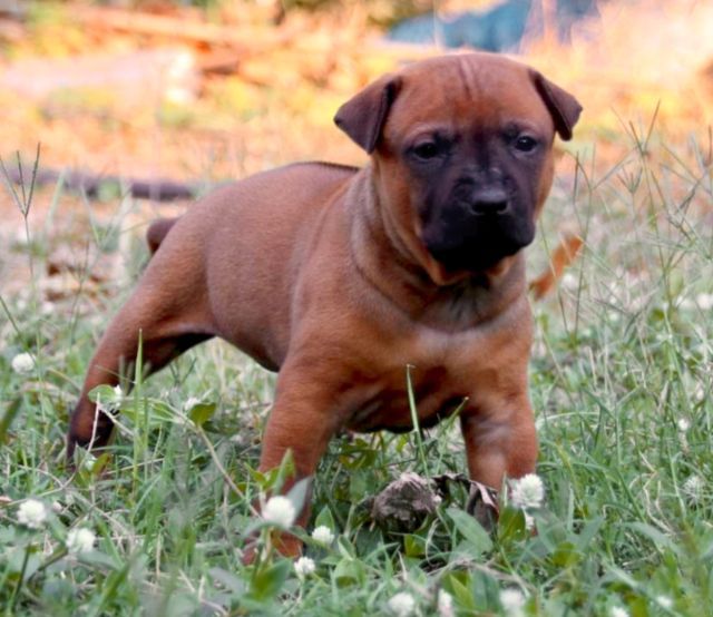 ไทยหลังอาน ใบเพ็ดเต็ม รูปที่ 2