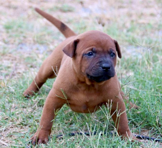 ไทยหลังอาน ใบเพ็ดเต็ม รูปที่ 3