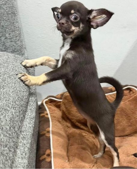 ว้าวชิวาวา กทม. น่ารัก วัคซีนแล้ว มีบริการส่งค่ะ รูปที่ 4