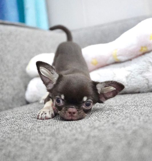 ว้าวชิวาวา กทม. น่ารัก วัคซีนแล้ว มีบริการส่งค่ะ รูปที่ 2