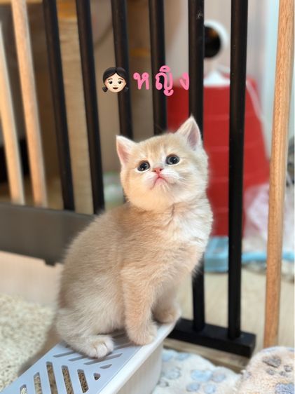 มันช์กิ้น (Munchkin) แมวมันซ์กิ้น-บริติช (ขาปกติ) เด็กชายและเด็กหญิง